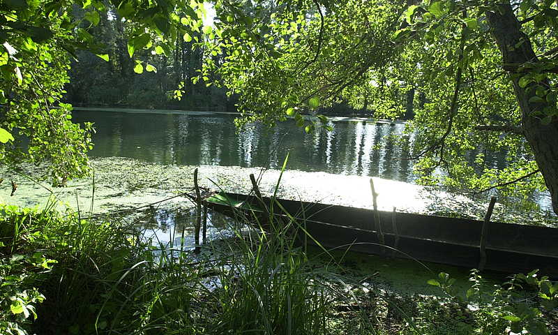 Le vieux Rhin à Schwanau