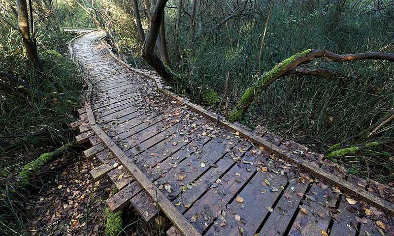 Sentier de la vie sauvage de Neuried