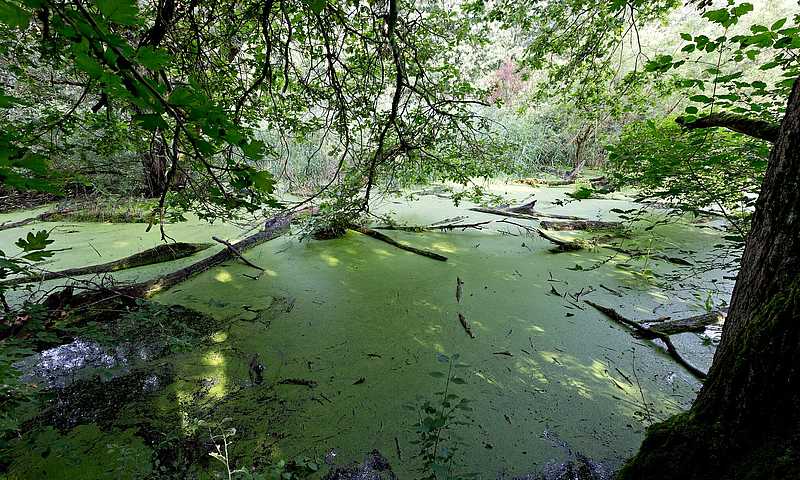 Neuried Auen-Wildnispfad 2