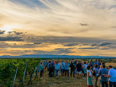 Weinreben Ringsheim © Gemeinde Ringsheim