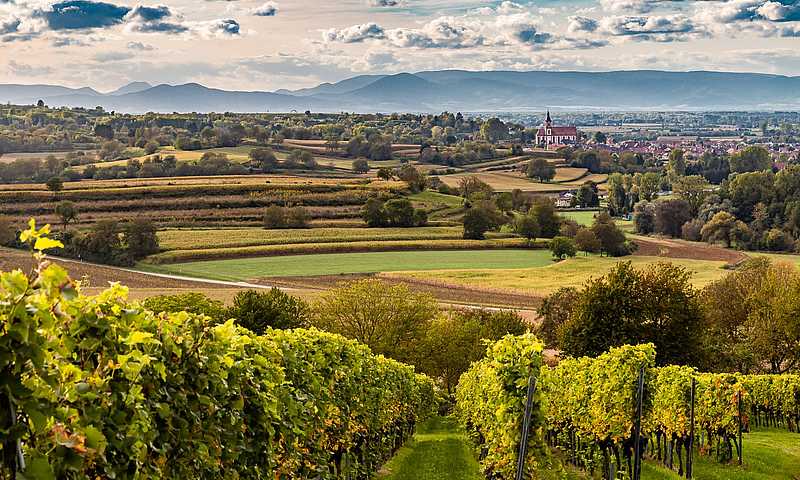 Ettenheim Wein © Stadt Ettenheim
