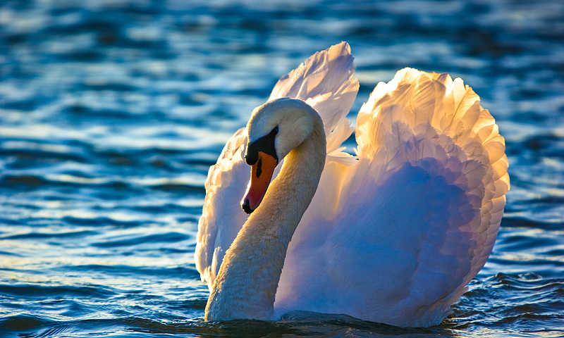 Schwan Schwanau © Gemeinde Schwanau